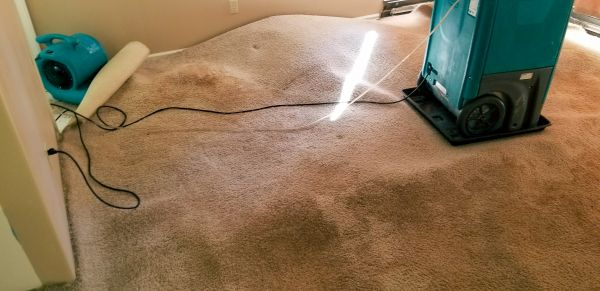 Carpet Water Extraction in Palmetto